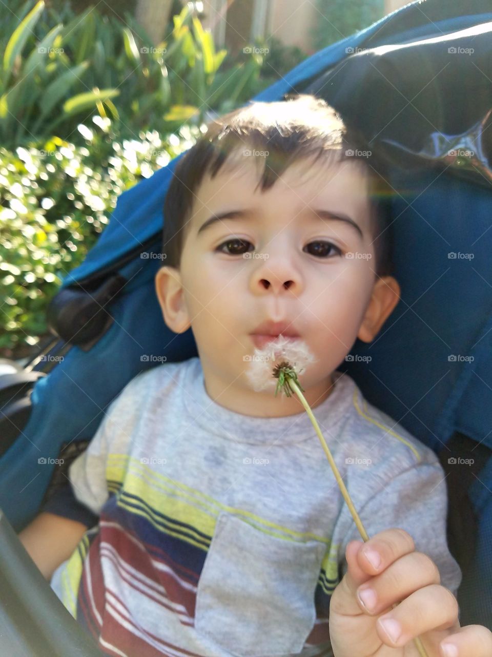 blowing dandilion