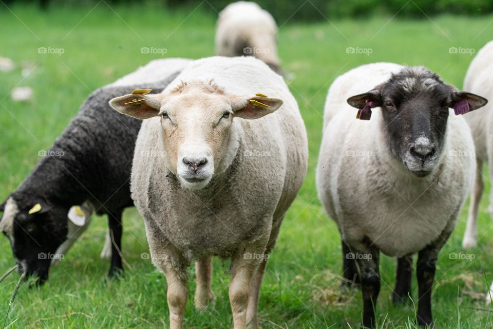 Photo of sheep in field