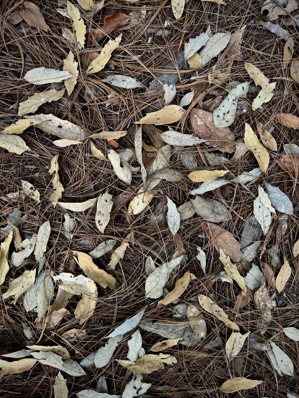 Brown leaves of trees forming patterns, falling on the ground in the middle of the forest.