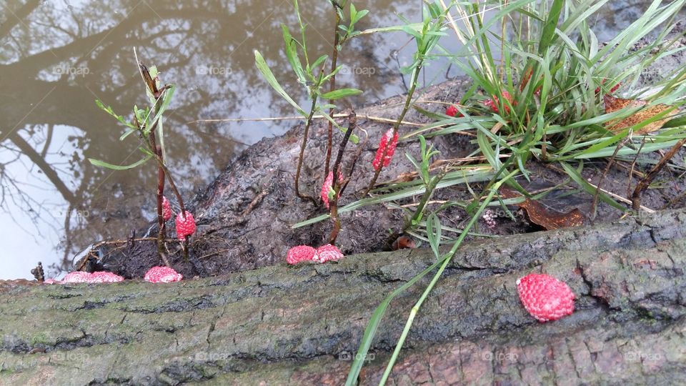 Snail eggs