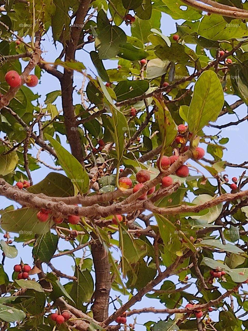 beautiful little fruit 😍🔴🔴🔴🔴