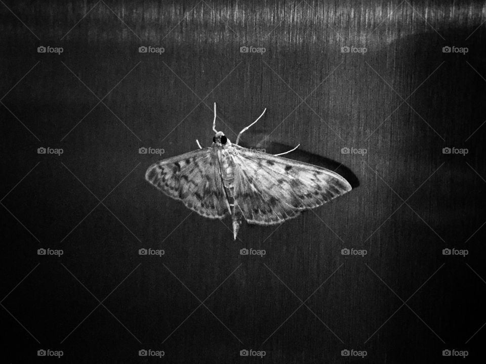 Moth on stainless steel 