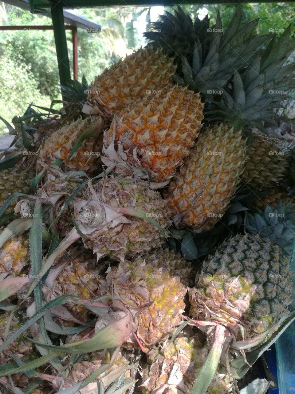 Farm Fresh Country Pineapples