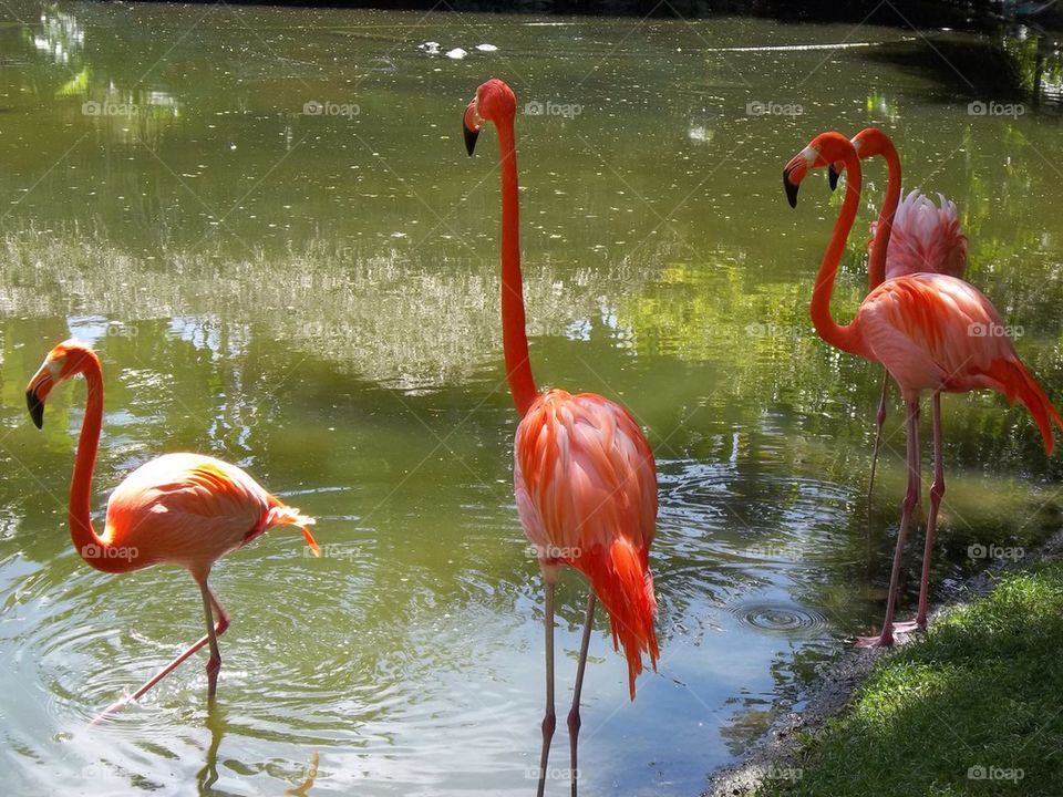 Pink flamingos