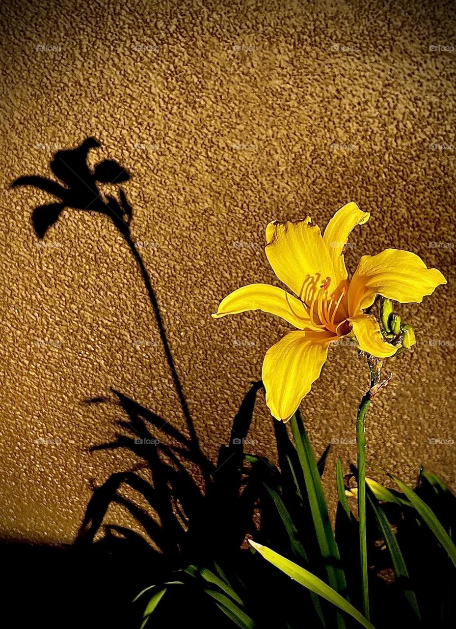 Day Lily Shadow 