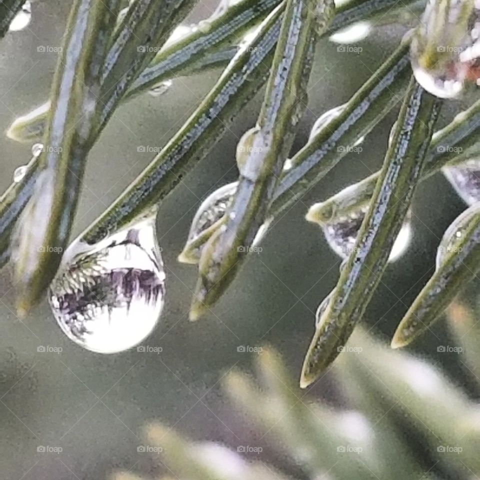 raindrop on pine needle