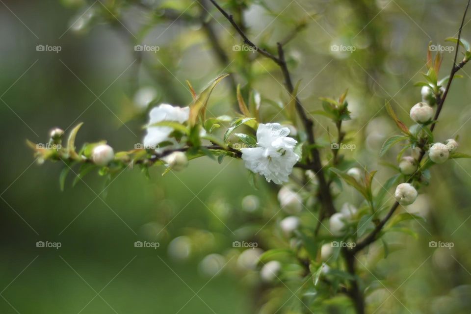 White Flowers on a natural bright background 