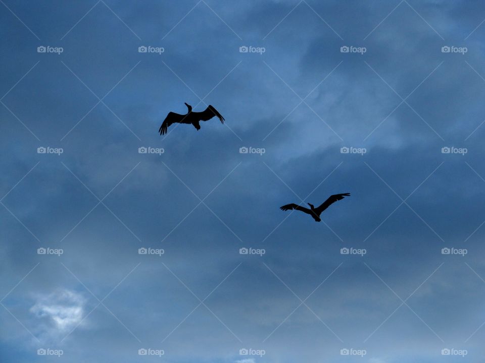 two seagull in sky