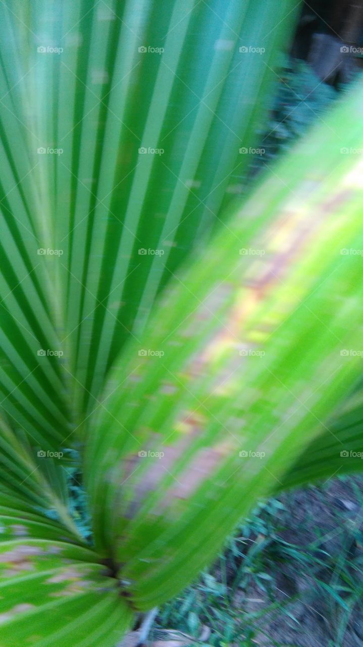 coconut leaf