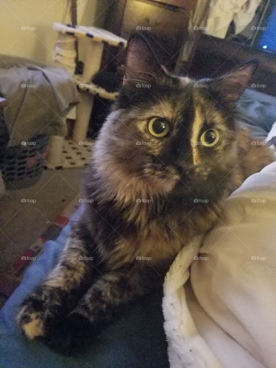 STELLA the pretty kitty 💕