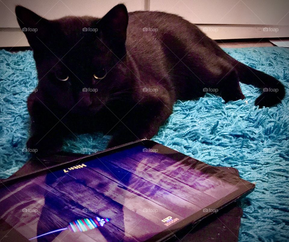 Little black cat palying with ipad