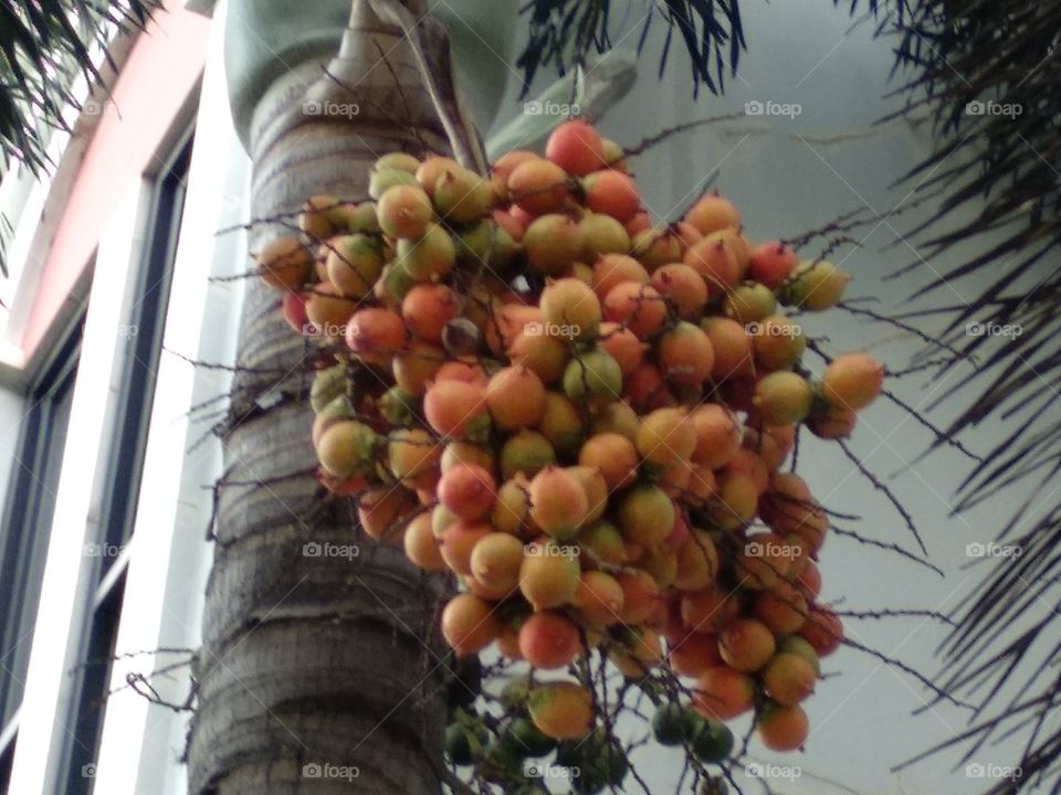 Palm Fruits