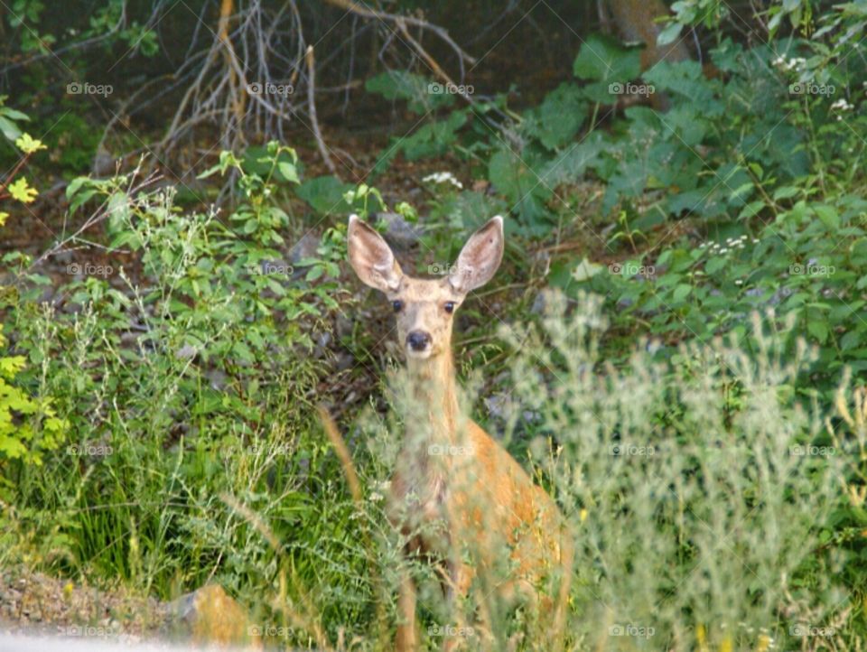 Curious deer