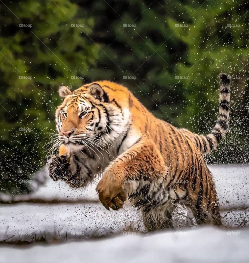 majestic tiger 🐅 on the run
