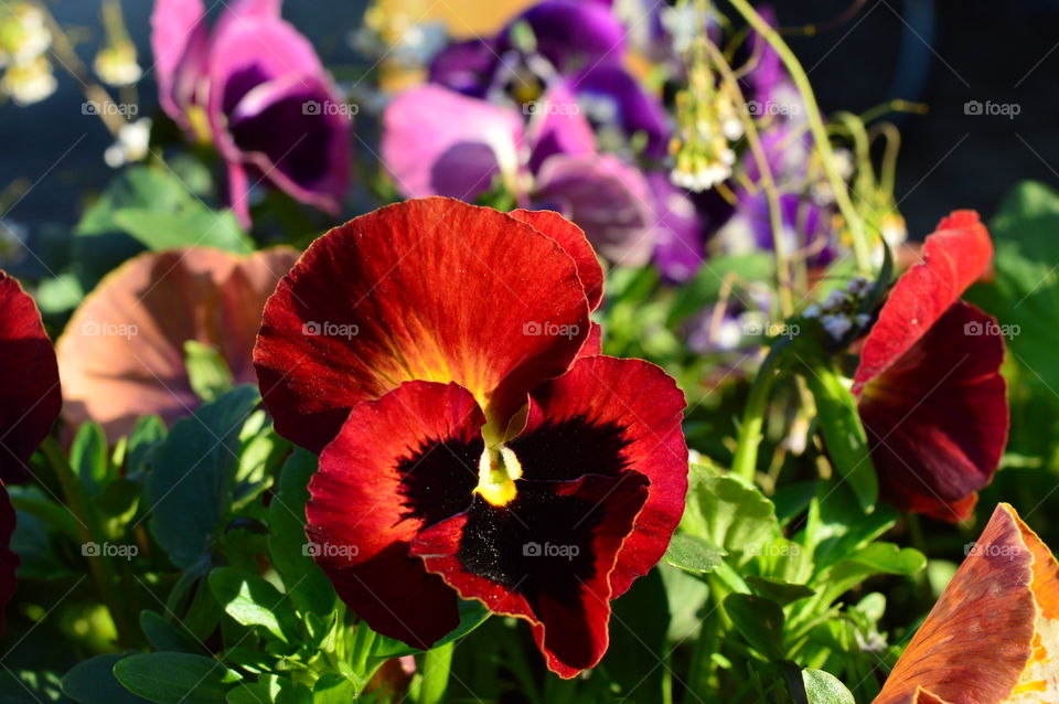 Close-up of red flowers