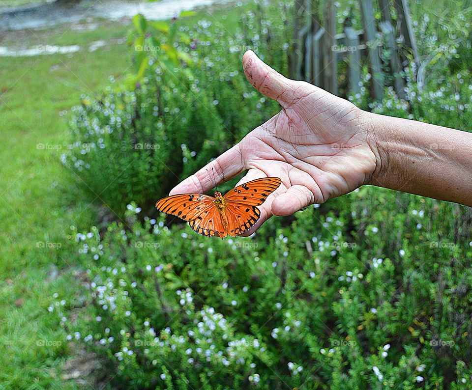 Glimmers: Small Moments of Happiness - Beautiful Butterfly land on a outreaching hand. 