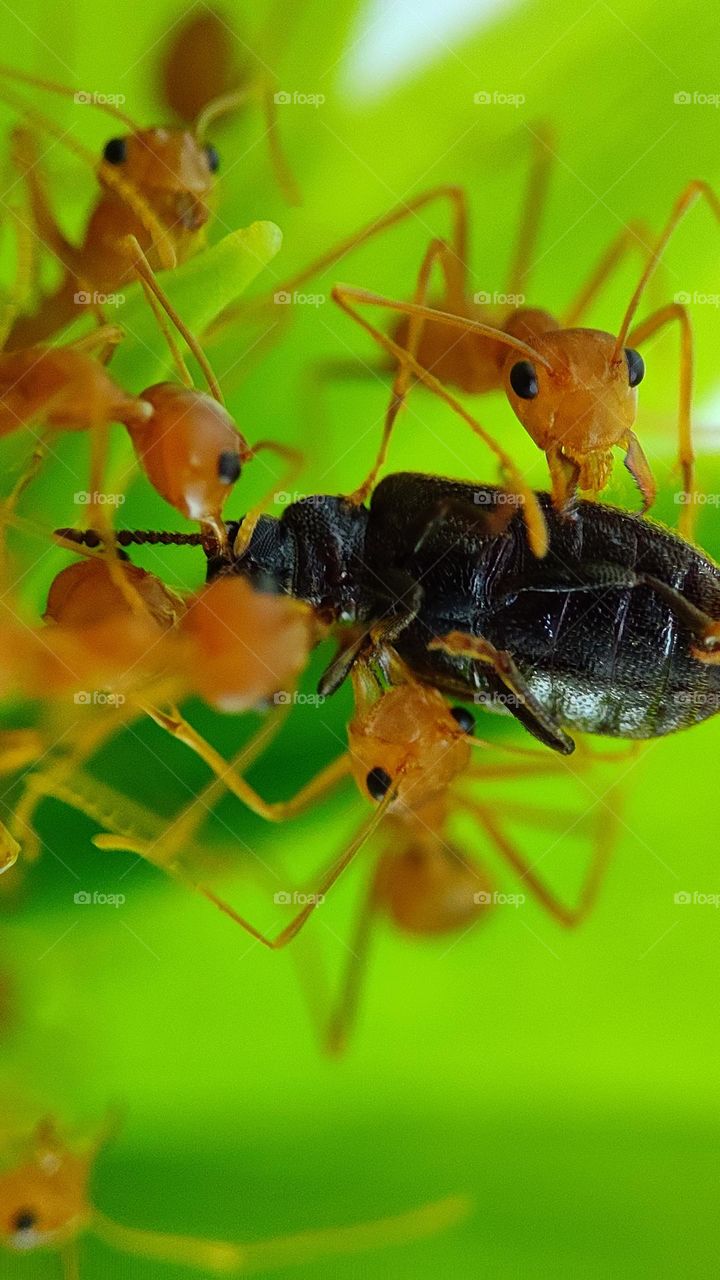 ants caught a insect