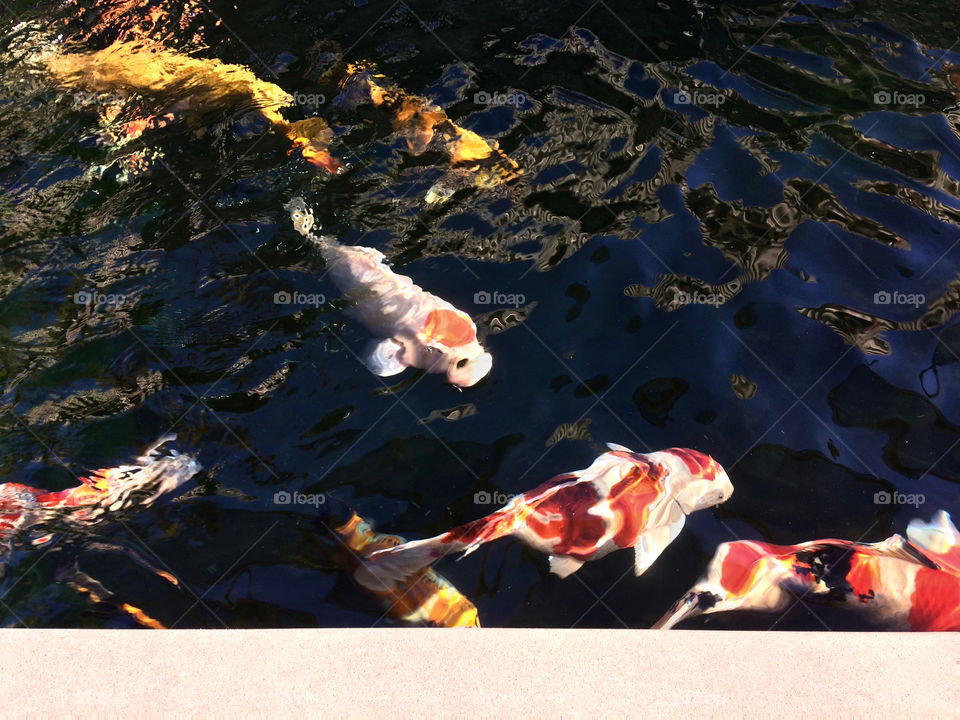 Koi abstract 2