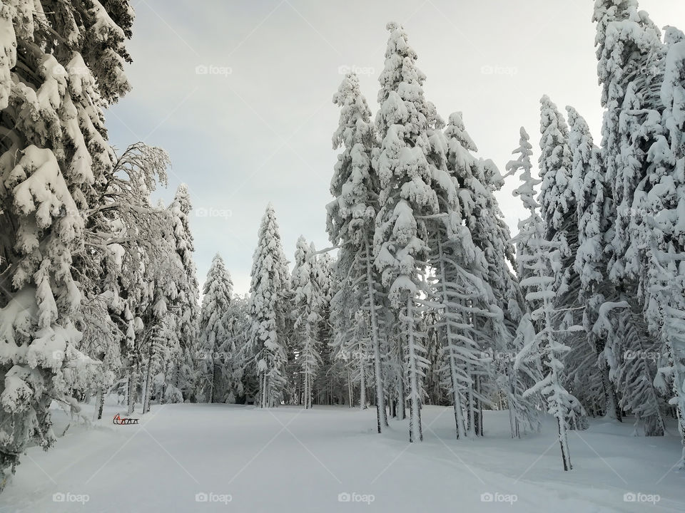 Idyllic winter forest