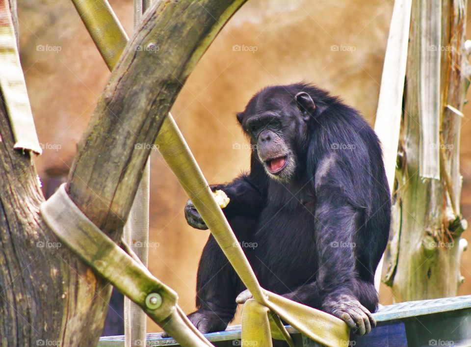 Hey. Chimpanzee saying HEY !
