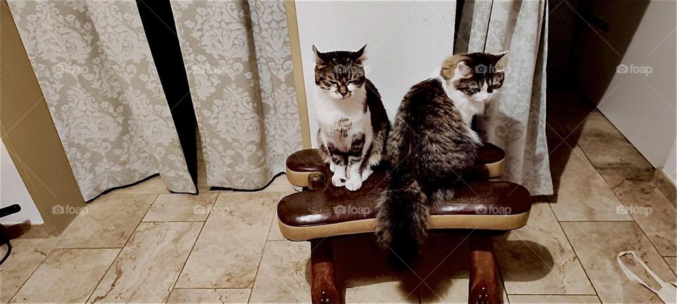 “Roukey” and “Linda” are two adorable happy cats, brother and sister who live in a beautiful house in “Bavaria”, Germany. They just found their new favorite place to be in this old fashioned leather footstool. 2023. Hypnotic Productions