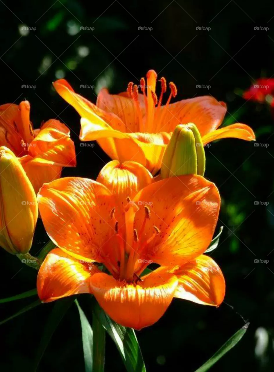 flowers