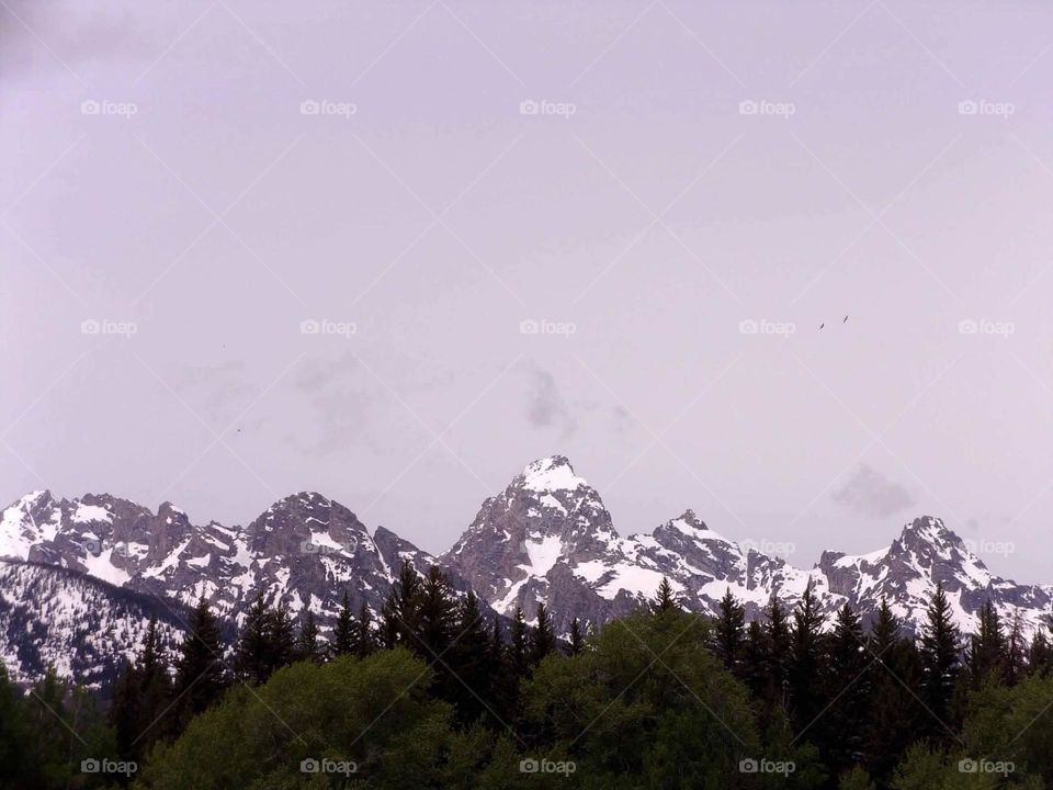 Mountains above the treetops 