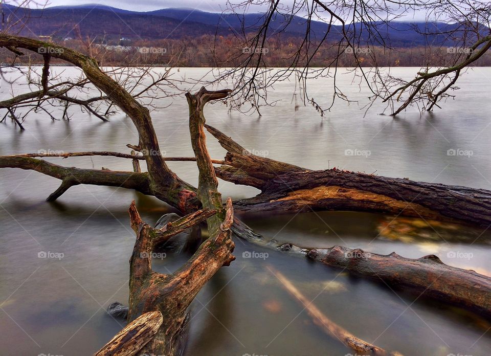 Driftwood on the Hudson River