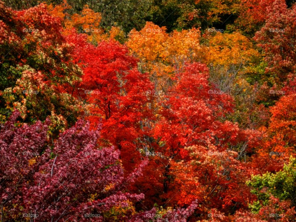 Mixed Foliage