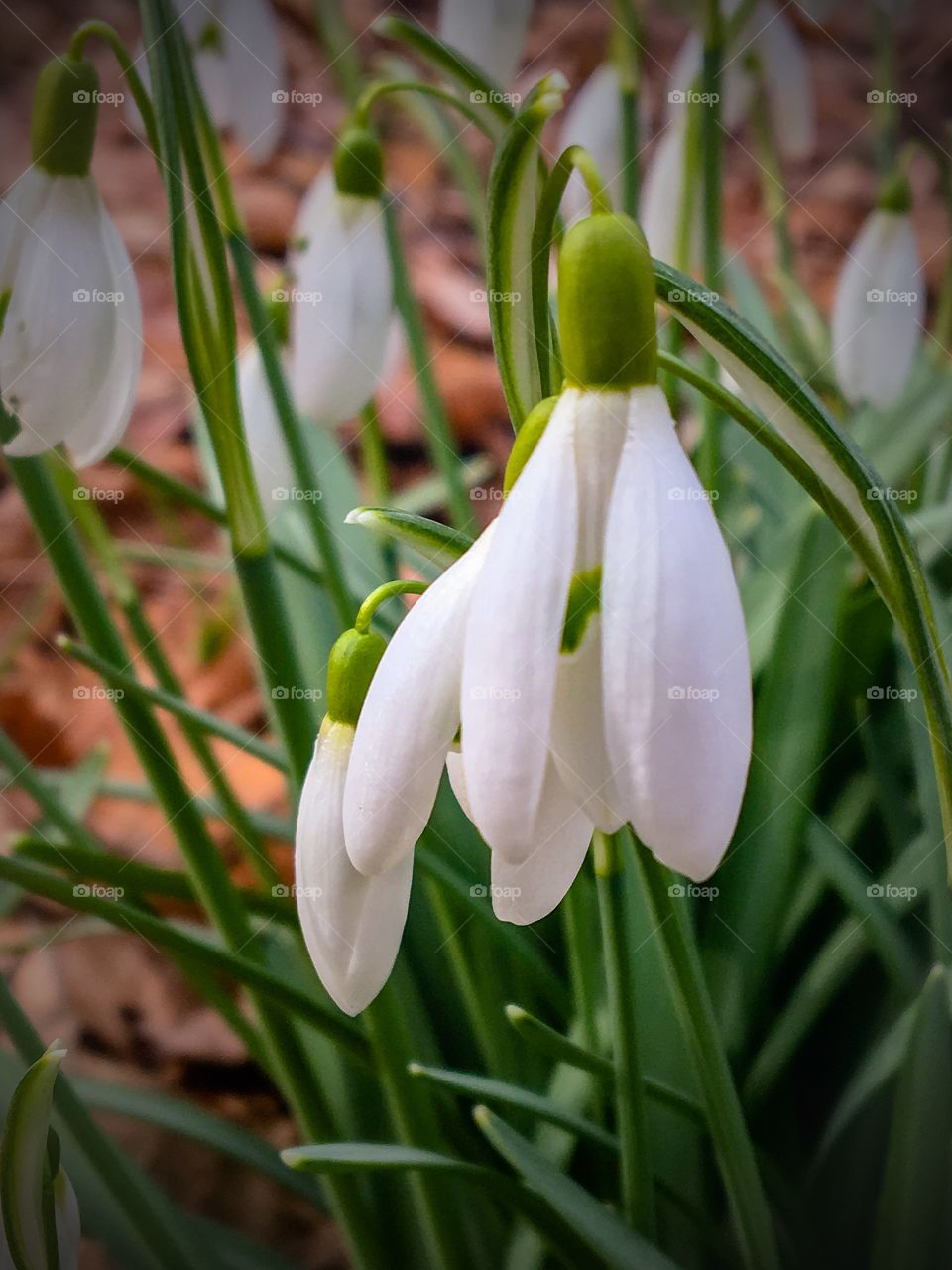 Snowdrop