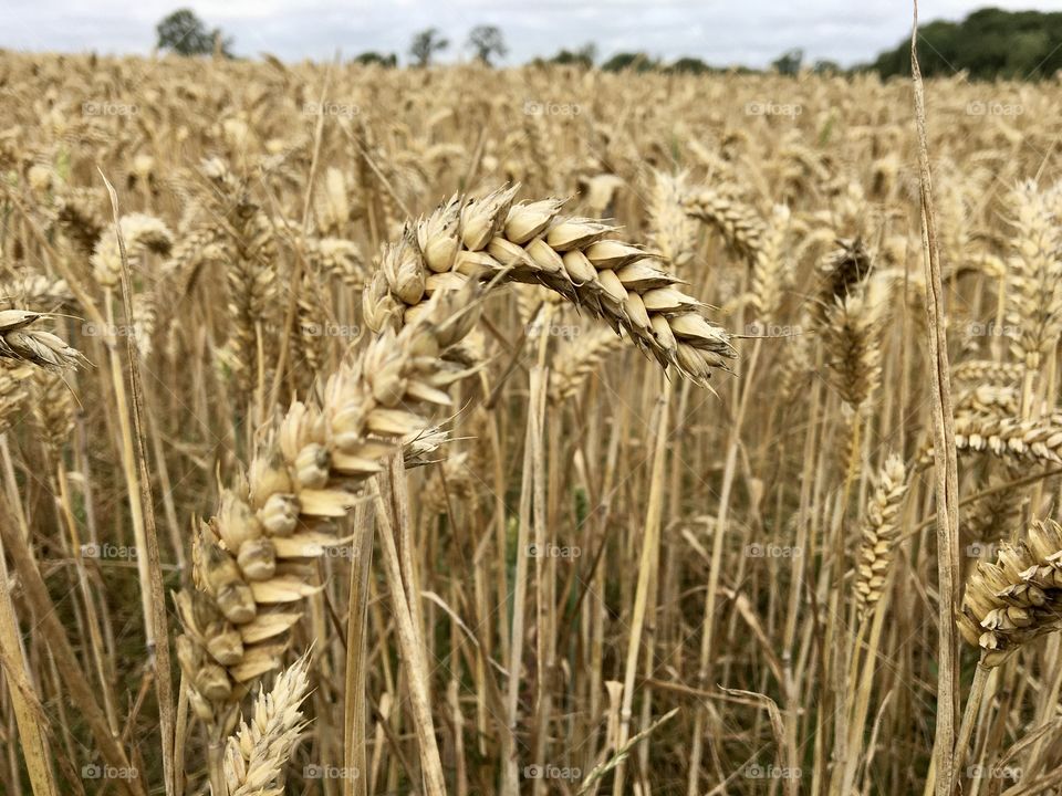 Field of wheat ... August 2020