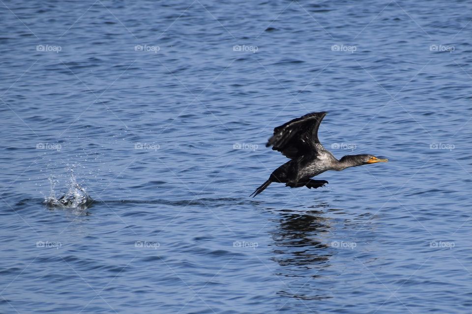 Bird taking off from water