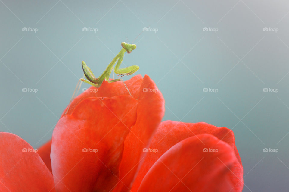 mantis walking on th flower