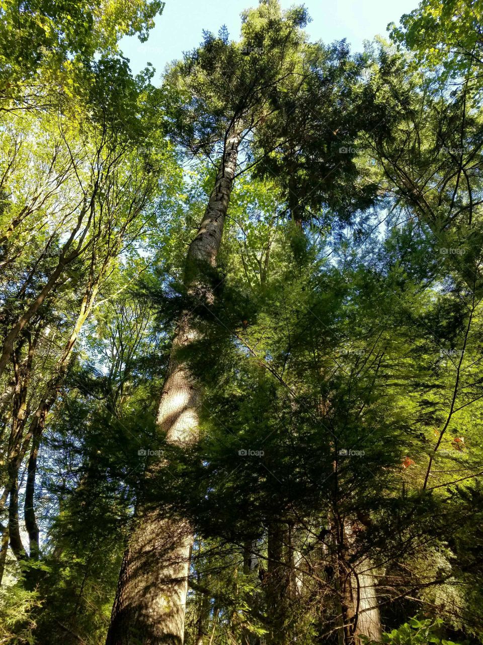 Low angle view of trees in forest