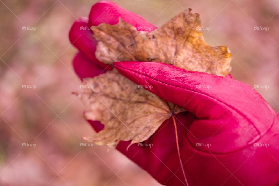 Brown leaf