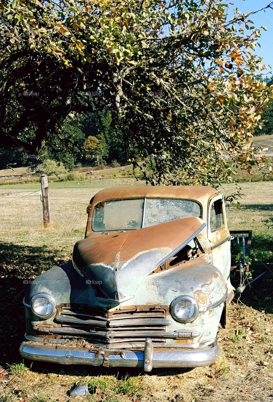 Old Pickup in Field