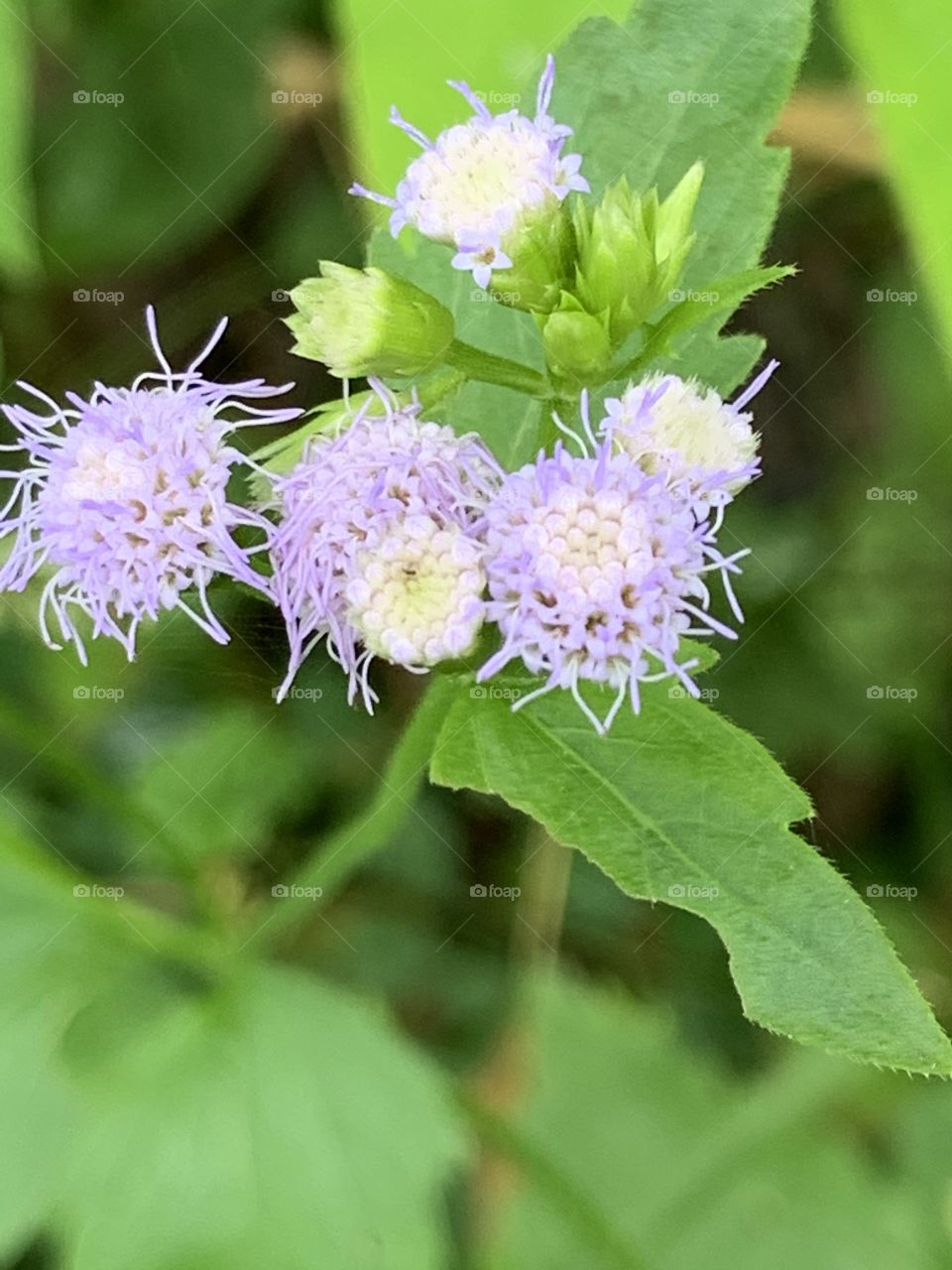 Plants around everywhere, Countryside (Thailand)