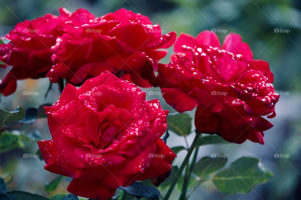 Morning dew on roses