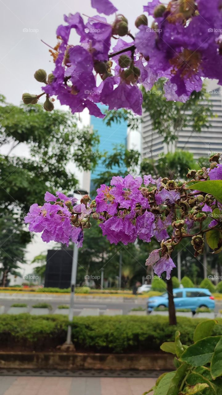 The purple shield tree flowers are blooming