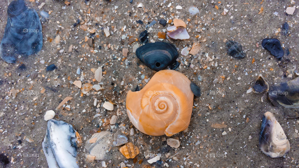 Botany Bay Shells. A variety of shells that litter Botany Bay's natural beach, since it is illegal to take anything from the beach.