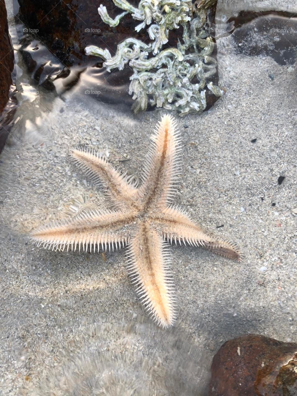 Beautiful starfish found on the shore and reunited with the sea where it belongs. 