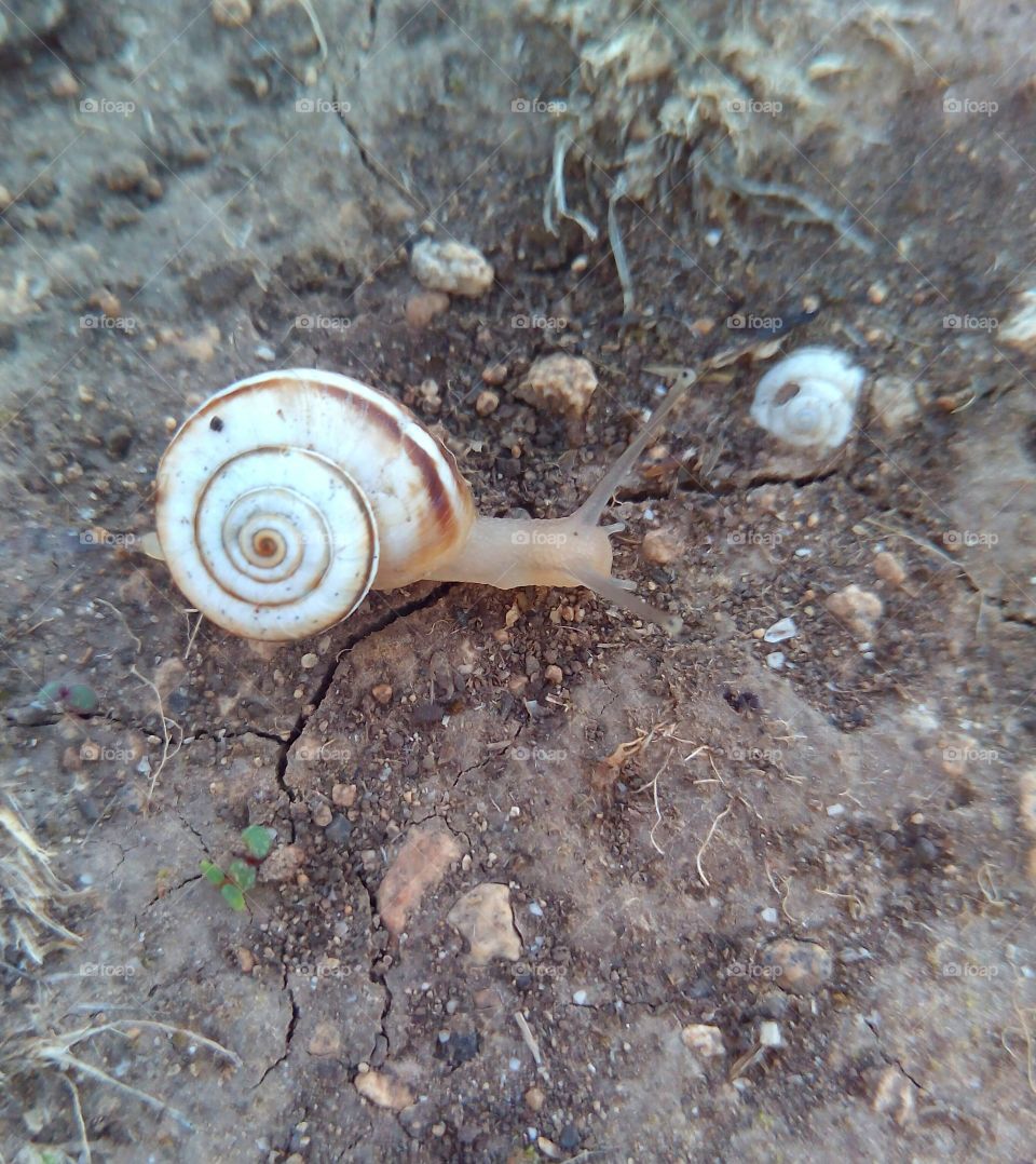 snail