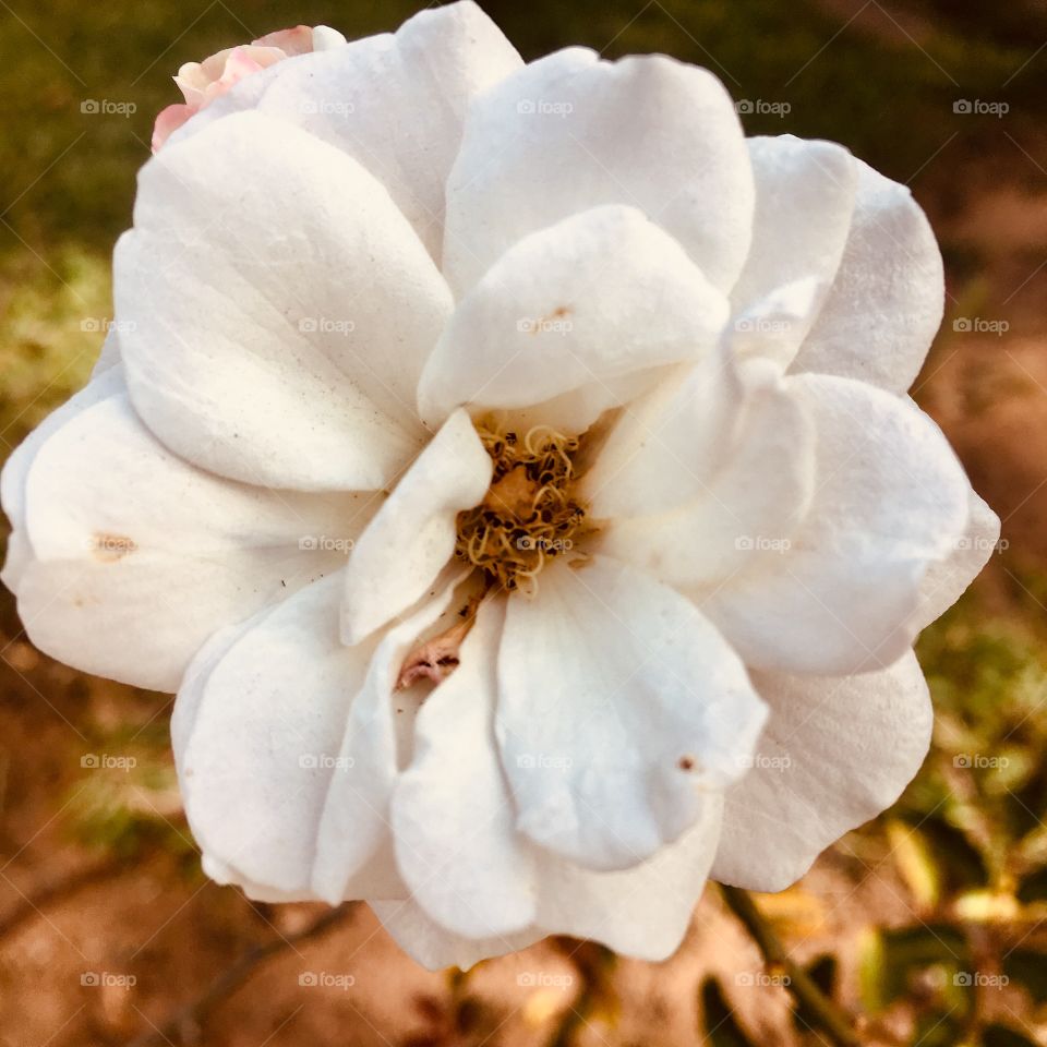 🌼#Flores do nosso #jardim, para alegrar e embelezar nosso dia!
#Jardinagem é nosso #hobby. 
🌹
#flor #flowers #flower #pétalas #garden #natureza #nature #flora