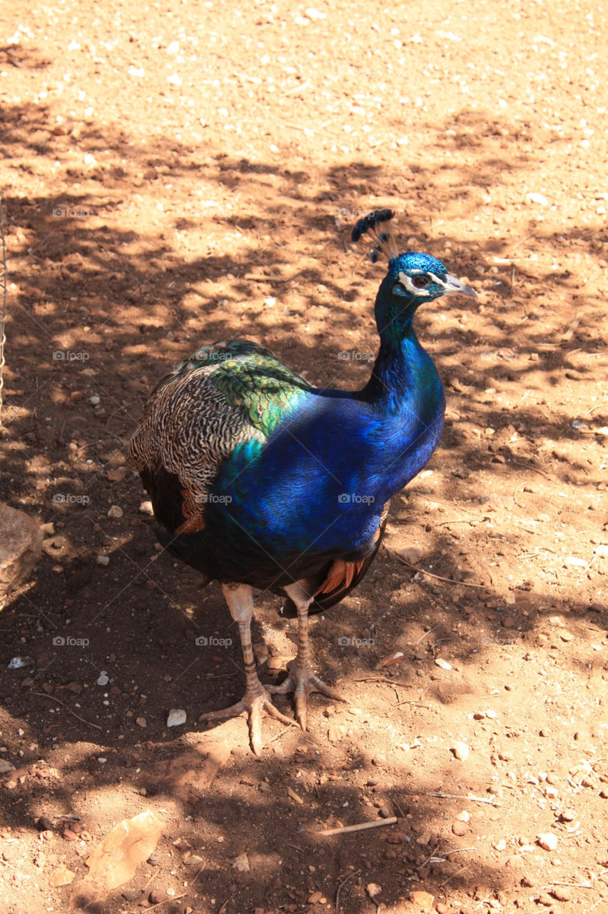 nature blue forest bird by lugasi