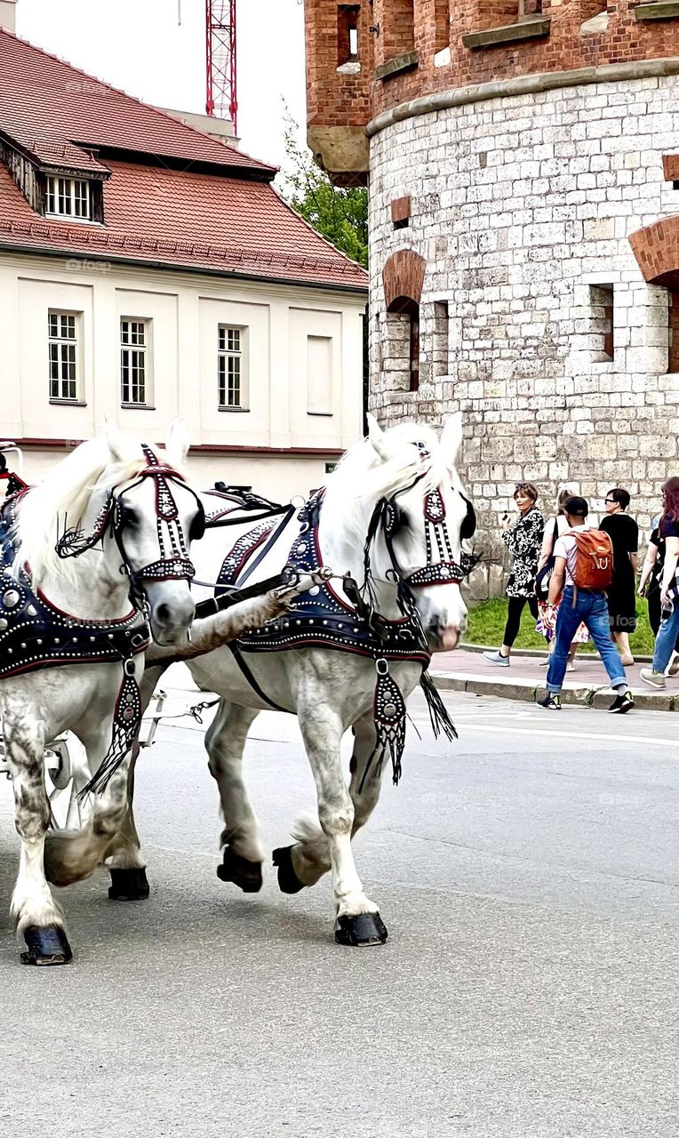 White horses on the streets of Krakow