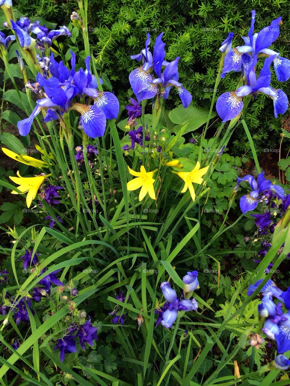 Blue and yellow. Colour of the swedish flag