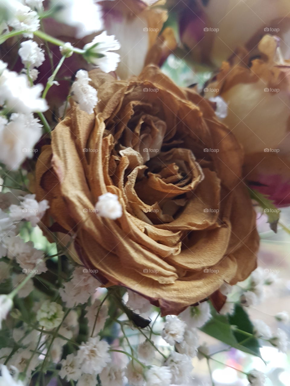 death of a rose