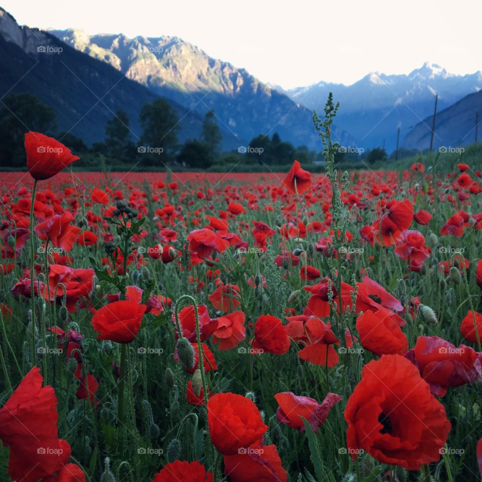 Coquelicots 