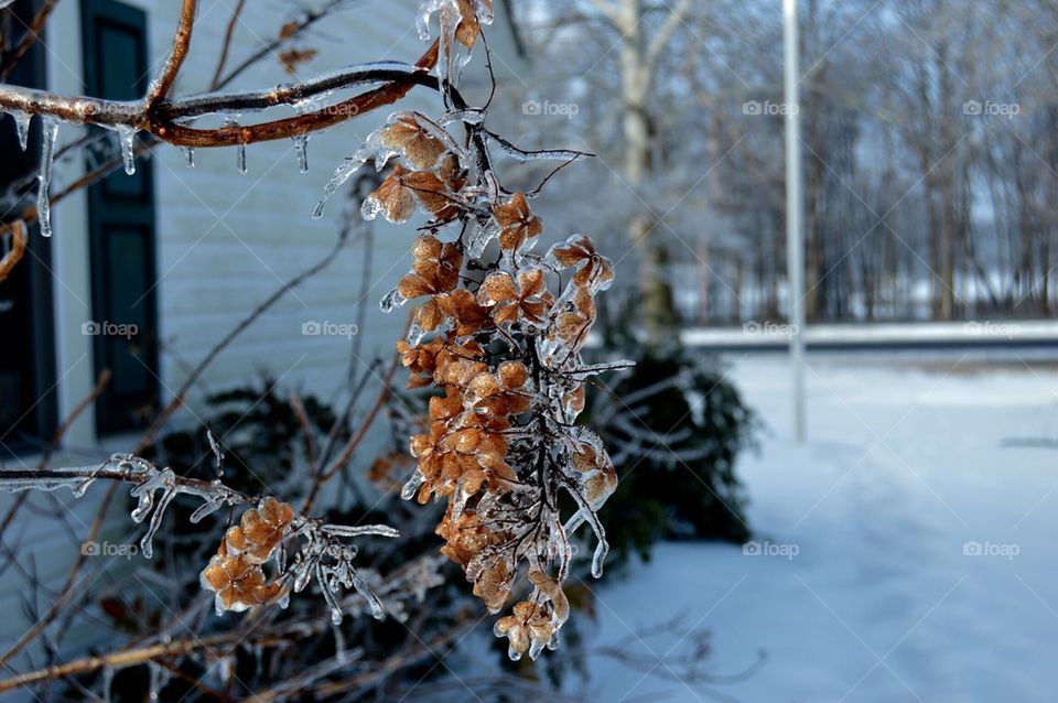 Winter, icy,shrub