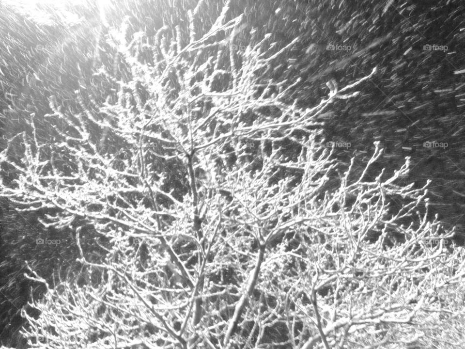 Tree in the snow
